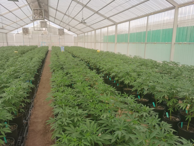 news-The Story of Cannabis Growing Turnkey Project Workshop in Thailand-PHARMA-img-1
